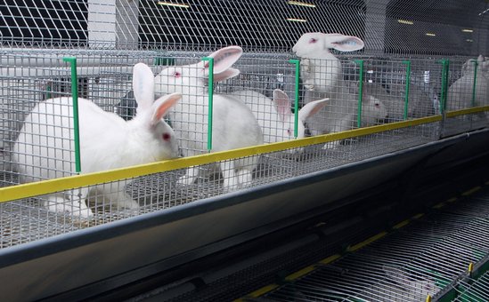 Мини-фермы для кроликов